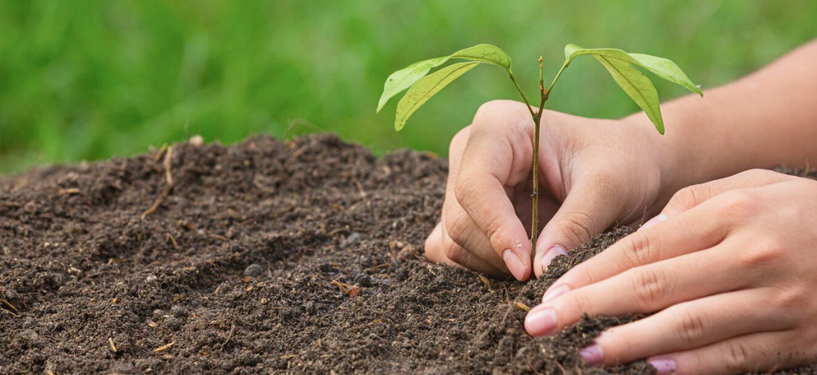 النباتات الخضراء تنمو من التربة